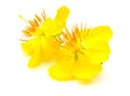 Yellow cosmos flower isolated on white background. Royalty Free Stock Photo