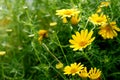 Yellow cosmos flower in the nature Royalty Free Stock Photo