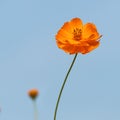 Yellow Cosmos flower. Royalty Free Stock Photo