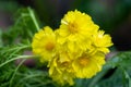 Yellow cosmos flower soft focus with some sharp and blurred background. Royalty Free Stock Photo