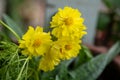 Yellow cosmos flower soft focus with some sharp and blurred background. Royalty Free Stock Photo