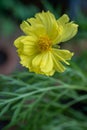 Yellow cosmos flower soft focus with some sharp and blurred background. Royalty Free Stock Photo