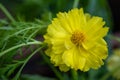 Yellow cosmos flower soft focus with some sharp and blurred background. Royalty Free Stock Photo