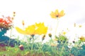 Yellow cosmos flower with sunlight flare in garden field on vintage style tone Royalty Free Stock Photo