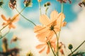 Yellow Cosmos flower vintage