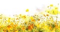 Yellow cosmos flower watercolor effect Royalty Free Stock Photo