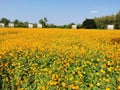 Yellow Cosmos flower Royalty Free Stock Photo