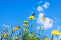 Yellow cosmos flowers against the bright blue sky