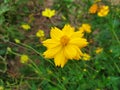 Yellow cosmos flowers beatiful in thailand