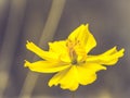 Yellow cosmos flowers blossom beautiful nature of spring summer time fresh celebration moment on dark background Royalty Free Stock Photo