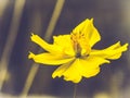 Yellow cosmos flowers blossom beautiful nature of spring summer time fresh celebration moment on dark background Royalty Free Stock Photo