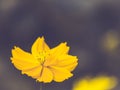 Yellow cosmos flowers blossom beautiful nature of spring summer time fresh celebration moment on dark background Royalty Free Stock Photo