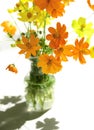 Yellow cosmos flowers decorated in glass bottle on white table