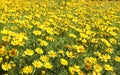 Yellow cosmos flowers field