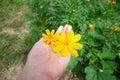 Yellow cosmos flowers nature