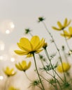 Yellow Cosmos Flowers in Soft Sunlight Spring Bloom Royalty Free Stock Photo