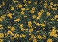 Yellow cosmos flowers in vintage film tone Royalty Free Stock Photo