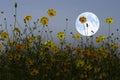 Yellow cosmos flowers and white full moon