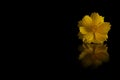 Yellow cosmos sulphureus flower on black Royalty Free Stock Photo