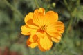 Yellow Cosmos sulphureus flower on the green tree. It is also known as sulfur cosmos and attract birds and butterflies Royalty Free Stock Photo