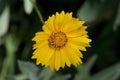 Yellow Cosmos Wildflower Closeup with Insect on it.