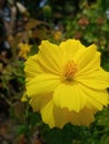 yellow cosmos