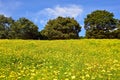 Yellow Cosmoses at Showa Kinen Park