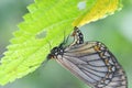 Yellow Coster Butterfly laying Eggs on nature background in Thailand and Southeast-Asia. Royalty Free Stock Photo