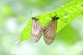 Yellow Coster Butterfly mating on nature background in Thailand and Southeast-Asia. Royalty Free Stock Photo