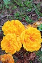 Yellow cotton flower
