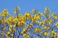 Yellow Cotton flower Tree flowers on sky blue background Scientific name : Cochlospermum regium, Yellow flower bunch on sky blue