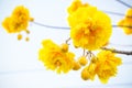 Yellow cotton flowers, Silk Cotton flowers yellow flower in blue