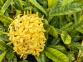 yellow cotton needle flowers clustered in the middle of the fresh green leaves