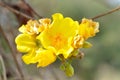 Yellow cotton, Silk Cotton Tree Royalty Free Stock Photo