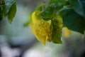 Yellow Cottonwood leaf among green leaves Royalty Free Stock Photo