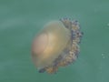 Yellow Cotylorhiza jellyfish Royalty Free Stock Photo