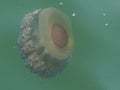 Yellow Cotylorhiza jellyfish Royalty Free Stock Photo