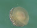 Yellow Cotylorhiza jellyfish Royalty Free Stock Photo