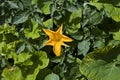 Yellow courgette edible flower in the vegetable garden. Royalty Free Stock Photo