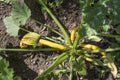 Yellow courgette in a garden Royalty Free Stock Photo