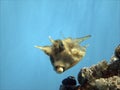 Yellow cowfish Royalty Free Stock Photo