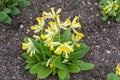 Yellow cowslip flower, Primula veris. Blooming spring flowers Royalty Free Stock Photo