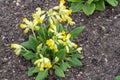Yellow cowslip flower, Primula veris. Blooming spring flowers Royalty Free Stock Photo