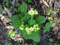 yellow cowslip in the woods