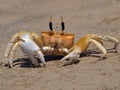 Yellow crab Royalty Free Stock Photo