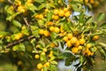 Yellow Crab Apples