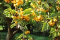 Yellow crab apples growing on a tree in autumn in a Devon village Royalty Free Stock Photo