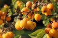 Yellow crab apples growing on a tree in autumn in a Devon village Royalty Free Stock Photo