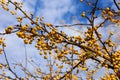 Yellow crab apples on a tree in fall season