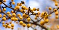 Yellow crab apples on a tree in fall season